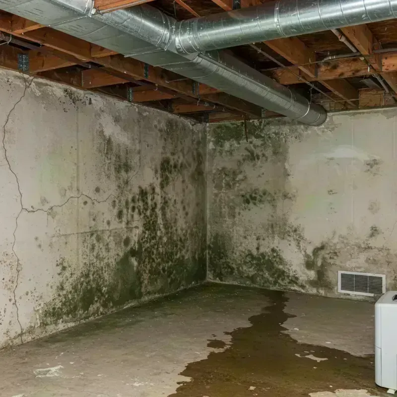 Professional Mold Removal in Decatur, GA